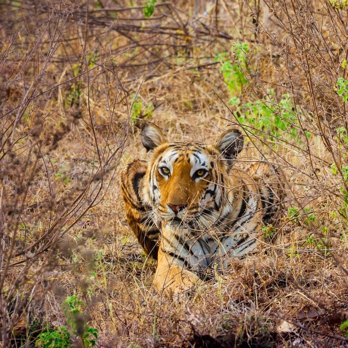Serene Bengal tiger lying in the dry grasses of Kannod, Madhya Pradesh, India.