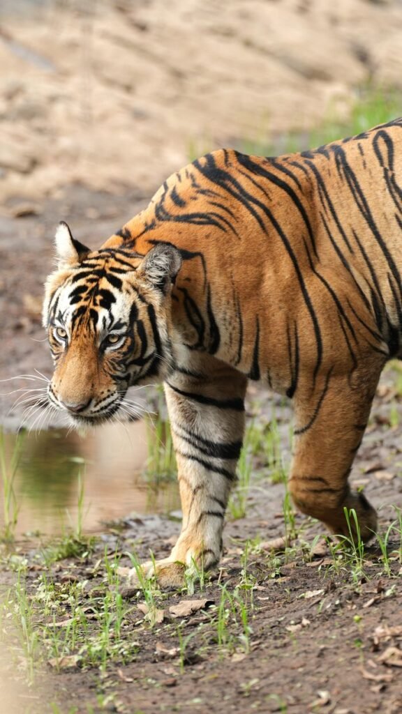 A Bengal Tiger prowling near a serene water source in its natural habitat.